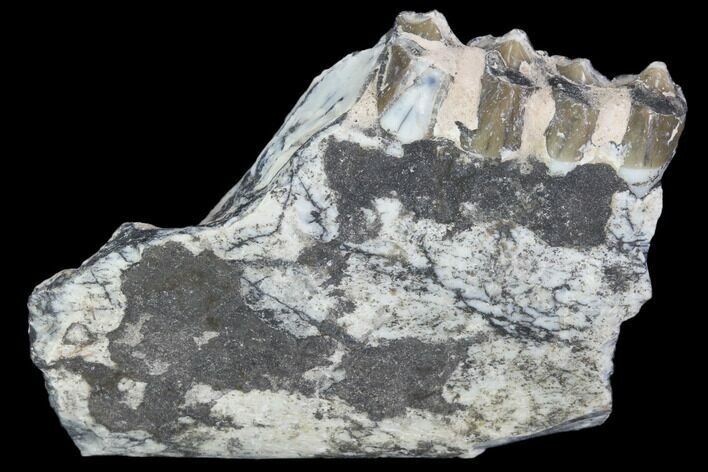 Oreodont (Leptauchenia) Jaw Section - South Dakota #101830